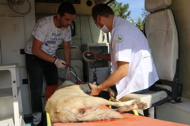 Bolu'da tam donanımlı hayvan ambulansı sokak hayvanlarına hizmet veriyor